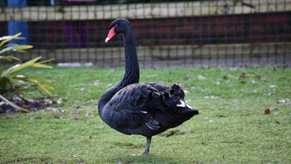 Black swan at birdworld